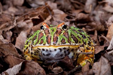 Ornate horned frog clipart