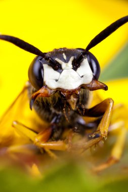 Wasp face clipart