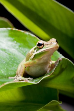 Tree frog shadow clipart