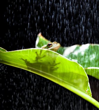 Frog in the rain clipart