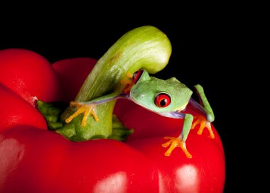 Red eyed frog on pepper clipart