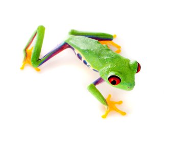 Red eyed frog climbing clipart