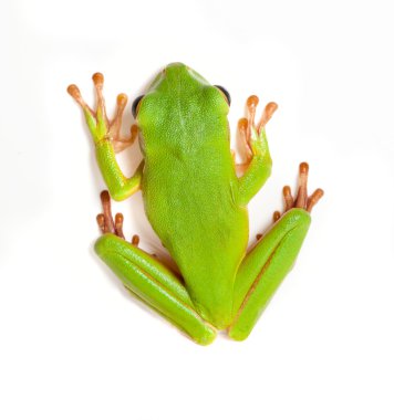 Tree frog on white background clipart