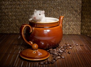 Coffee rat clipart