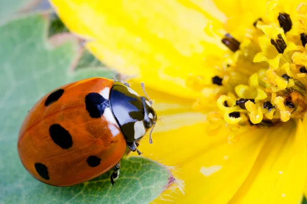 Ladybug on flower