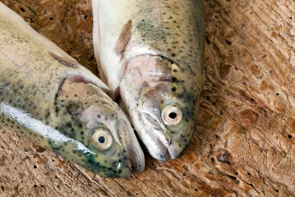 죽은 물고기 — 스톡 사진