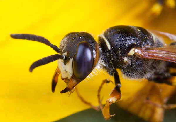 スズメバチの目 — ストック写真