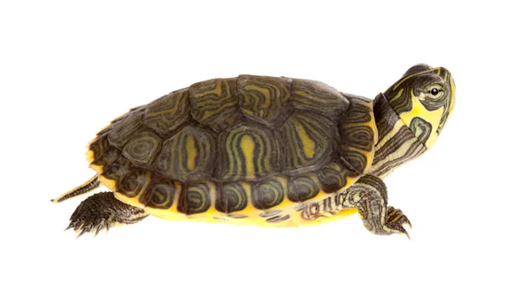Зелена черепаха — стокове фото