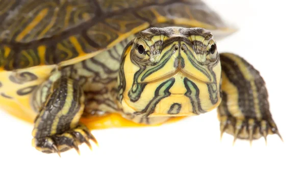 Bir kaplumbağa closeup — Stok fotoğraf