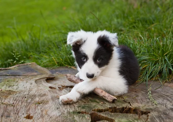 Border Collie cucciolo — Foto Stock