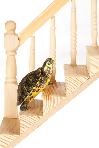 Hırs ile kaplumbağa — Stok fotoğraf