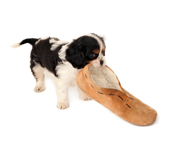 Dog with slipper — Stock Photo, Image