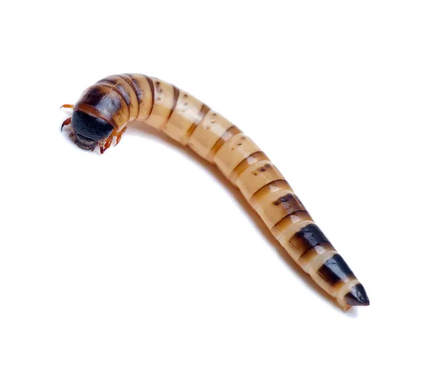 Mealworm na bílém pozadí — Stock fotografie