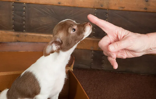 Gehoorzaam pup chihuahua — Stockfoto