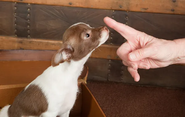 Sadık köpek chihuahua — Stok fotoğraf