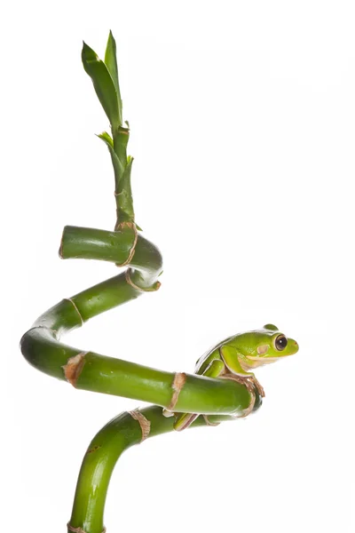 Žába sedící na bambus — Stock fotografie