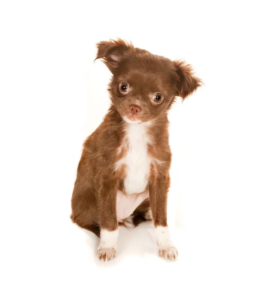 Милый щенок чихуахуа — стоковое фото