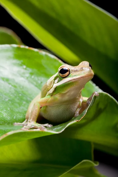 나무 개구리 그림자 — 스톡 사진