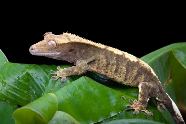 Crested gecko — Stockfoto