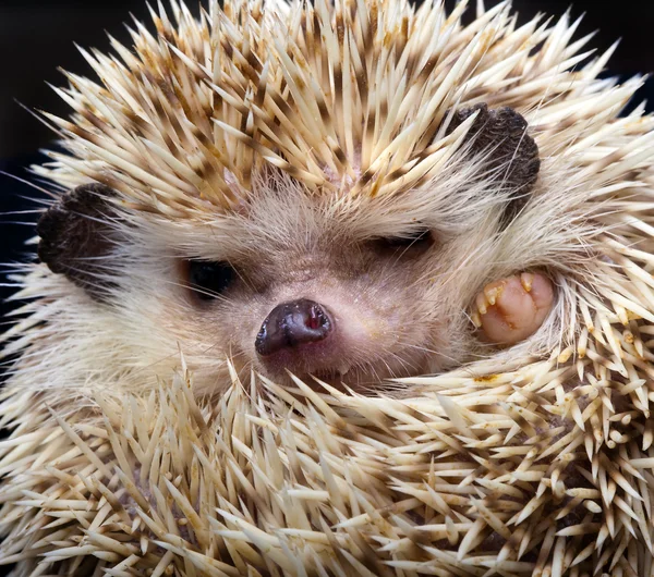 stock image Pygmy hedgehog