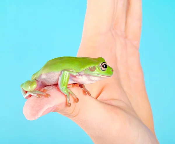 Frosch zur Hand — Stockfoto