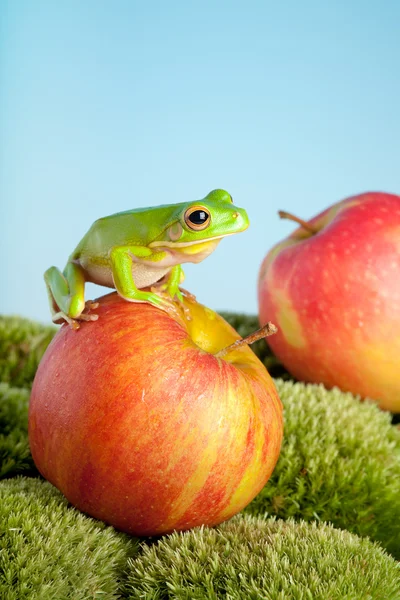 Sapo em maçã — Fotografia de Stock