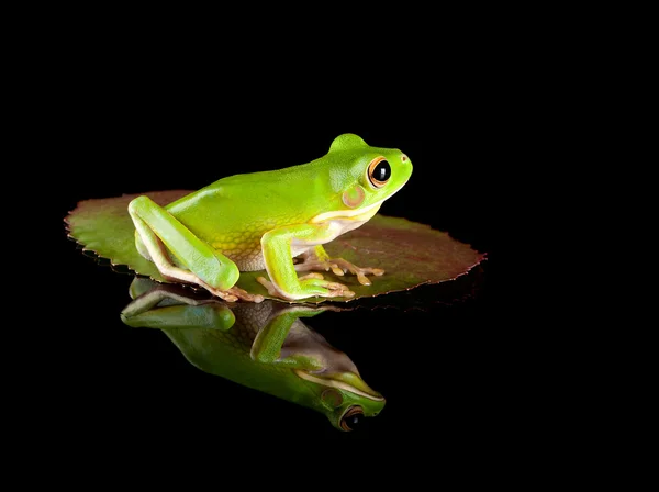 Frog sitting on leaf — Stock Photo, Image