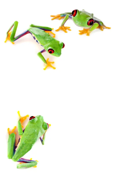 빨간 눈된 개구리 코너 — 스톡 사진