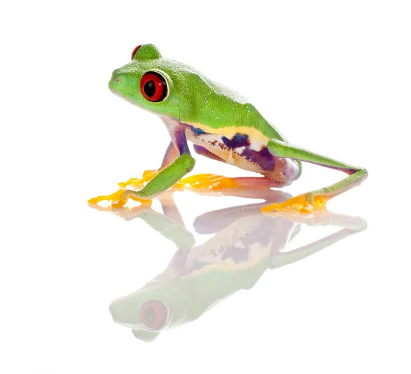 Izole kırmızı gözlü kurbağa — Stok fotoğraf