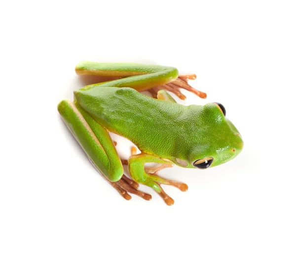 Sapo pronto para saltar — Fotografia de Stock