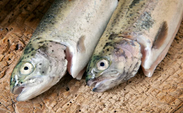 Raw trout — Stock Photo, Image