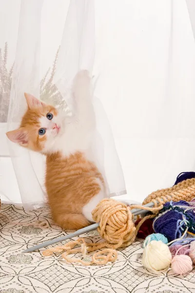 在窗帘上的猫 — 图库照片