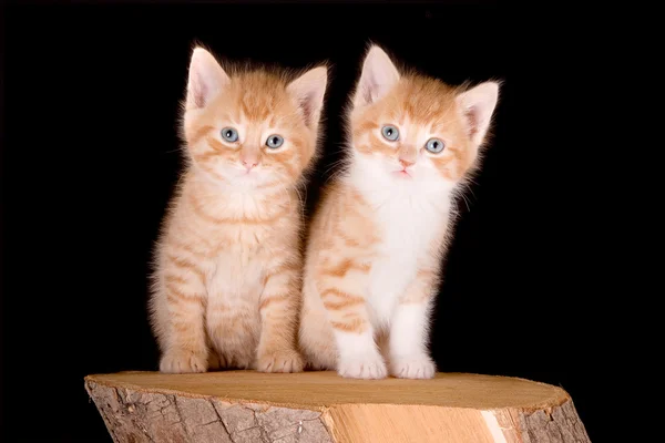 Gêmeos gatinhos — Fotografia de Stock