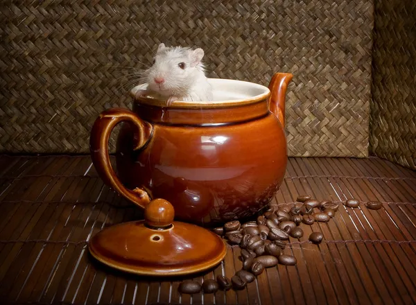 Koffie rat — Stockfoto