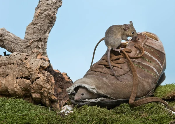 Обувь для мышей — стоковое фото
