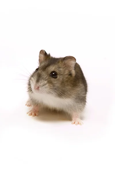 Gordo hamster — Fotografia de Stock