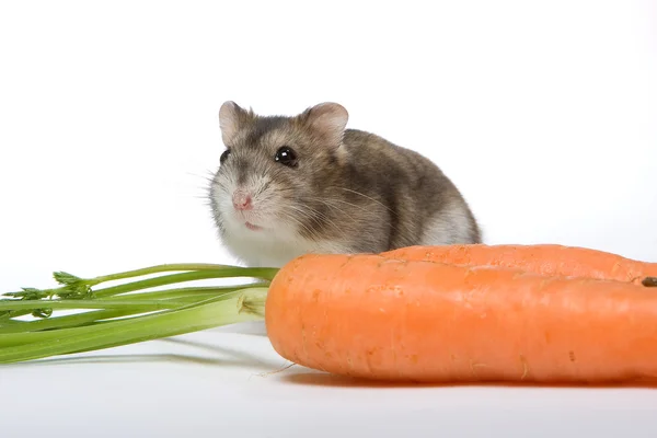 Hamster aux carottes — Photo