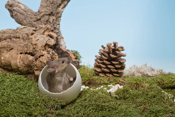 Mysz w jajku — Zdjęcie stockowe
