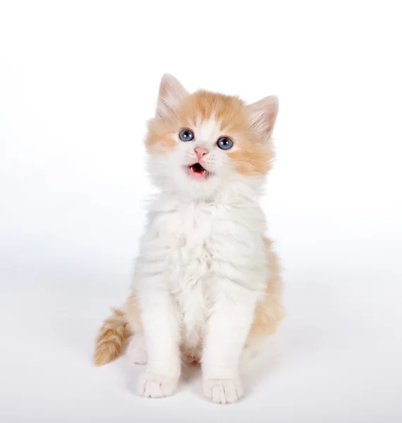Gülümseyen bir kedi yavrusu — Stok fotoğraf
