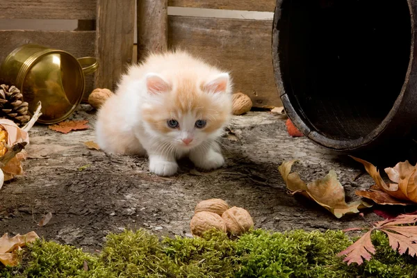 Ντροπαλός γατάκι — Φωτογραφία Αρχείου