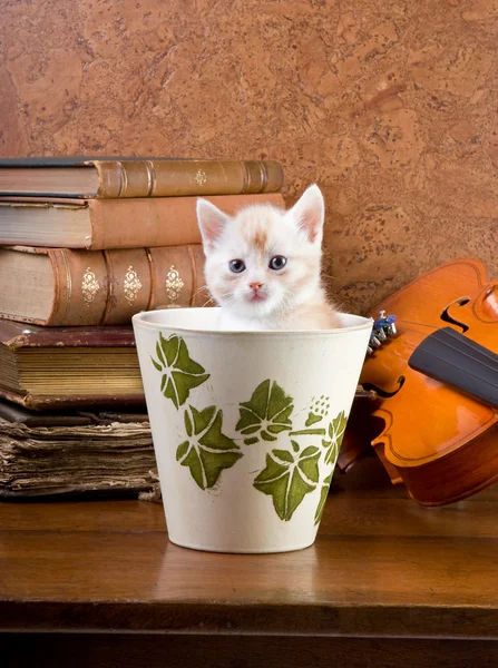 Kitten in a pot — Stock Photo, Image