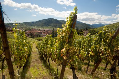 Vineyards of Alsace village clipart