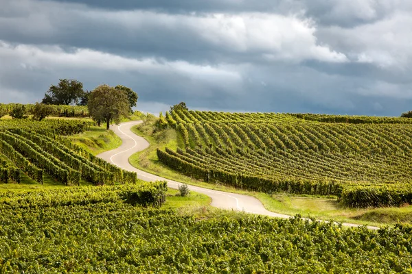 Route du vin im elsässischen Frankreich — Stockfoto