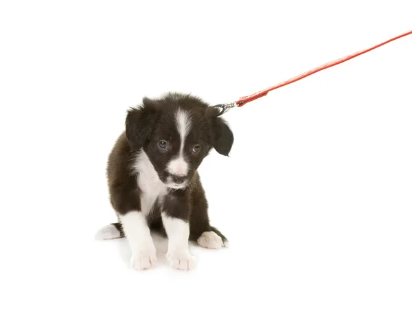 Puppy pulling leash — Stock Photo, Image