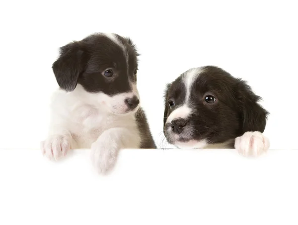 Border collie puppies with a card — Stock Photo, Image