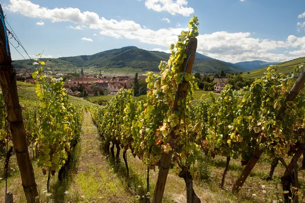 Wijngaarden van Elzas dorp — Stockfoto