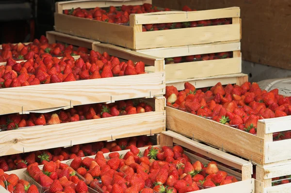 Strawberry harvest — Stock Photo, Image