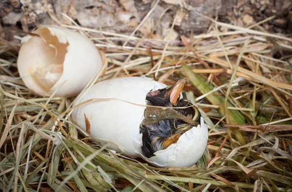 stock image Bith of a duckling