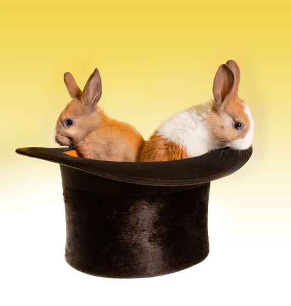 Dois coelhos em um chapéu superior — Fotografia de Stock