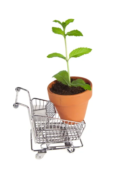 Compras ecológicas — Fotografia de Stock